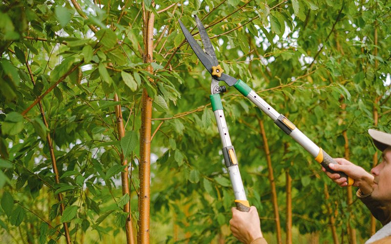 Tree trimming in Butternut, WI