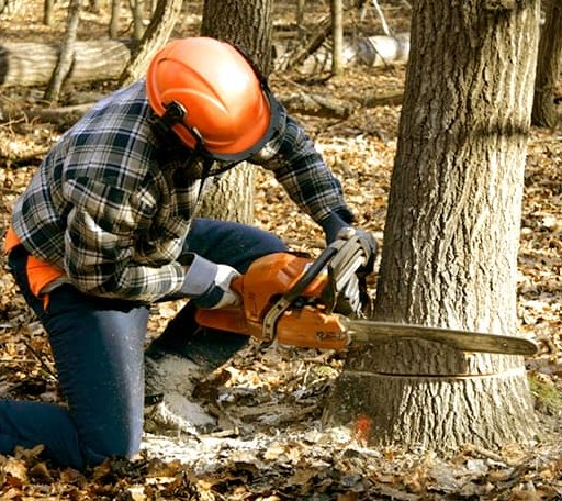 Tree Removal in Butternut, WI